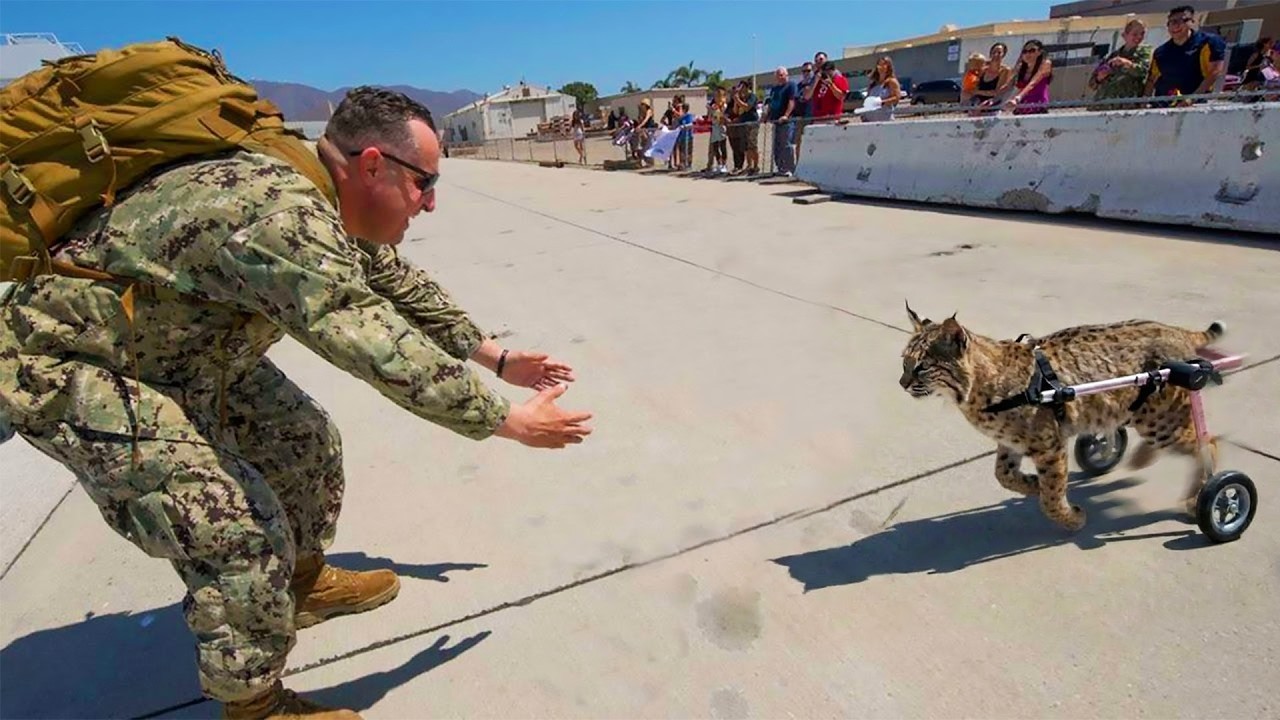 Paralyzed Bobcat Sees the Man Who Saved Her After Years Apart — Her Reaction Is Unbelievable!