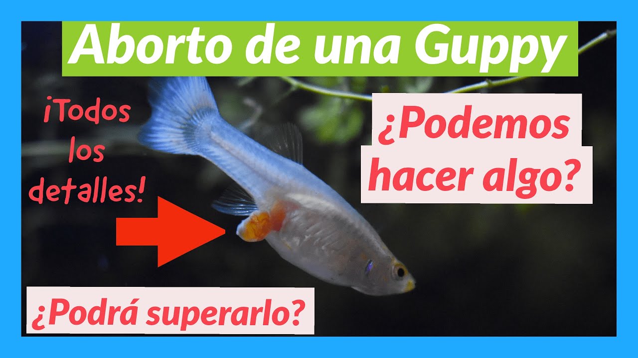 Embarazo guppy, problemas. Guppy abortando soluciones.