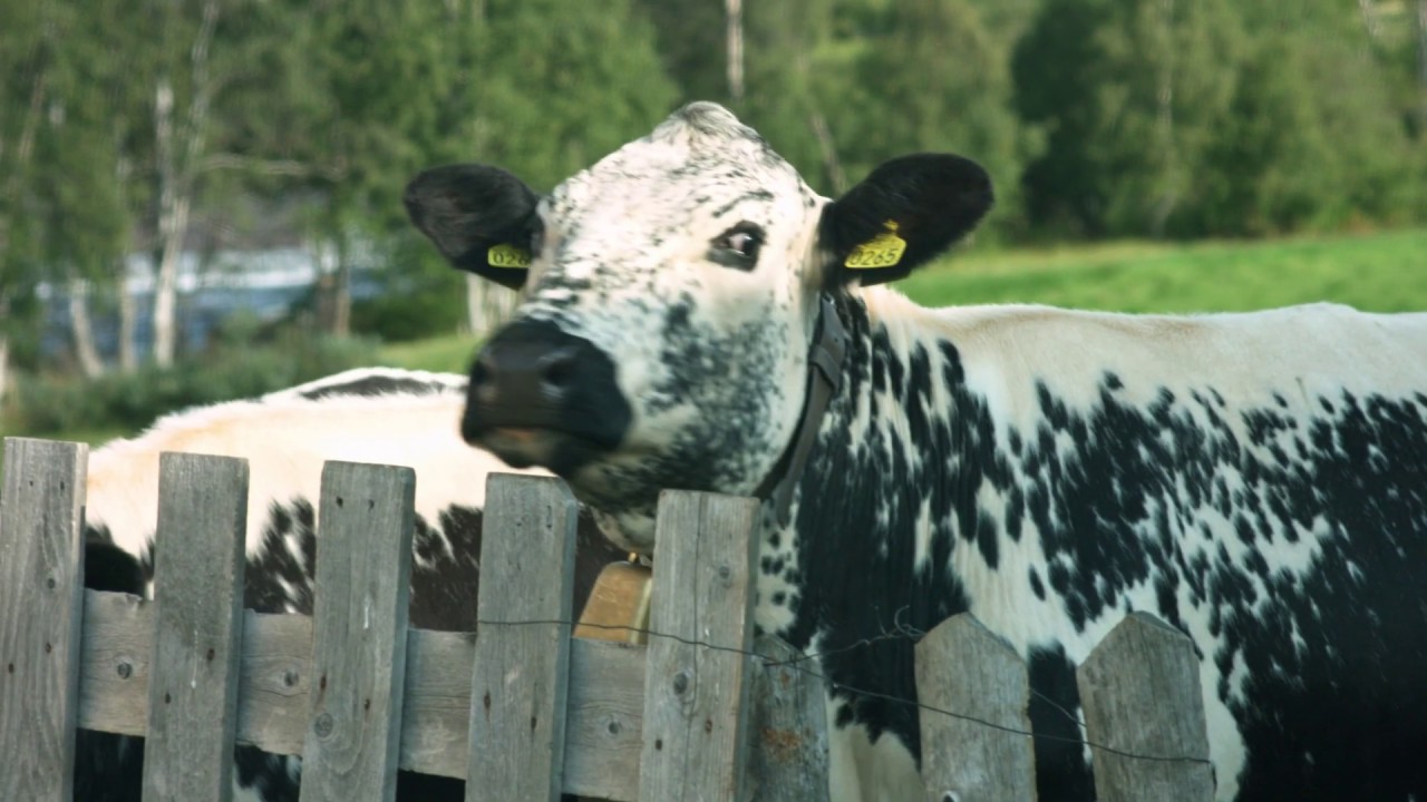 Småsetran på Røros - en del av verdensarven Røros bergstad og Circumferensen