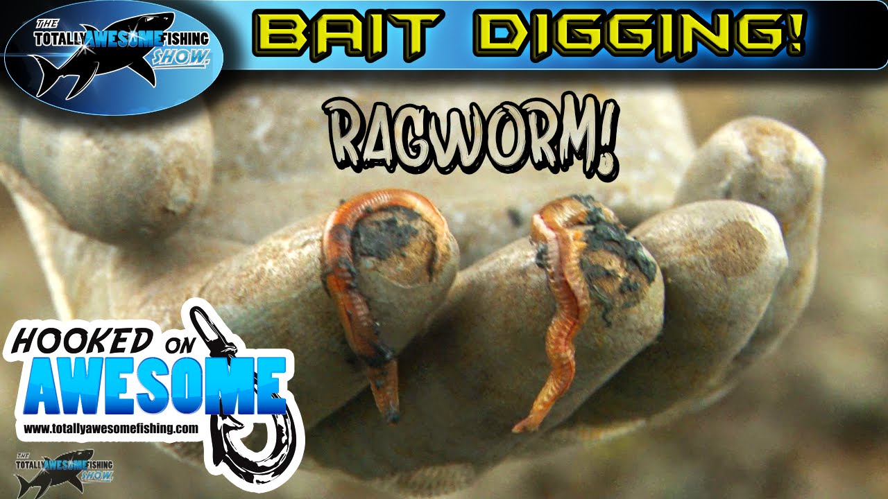 Awesome Bait Digging Tips!! - Ragworm | TAFishing