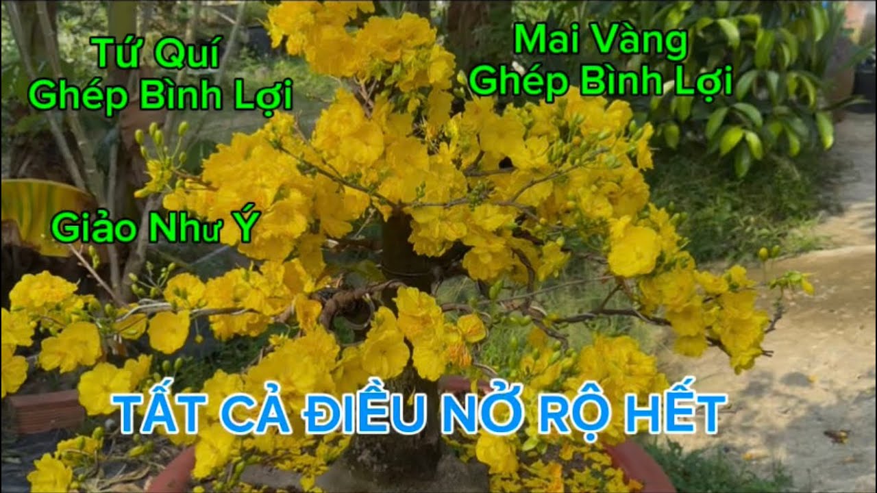 Chia Sẽ Các Giống Mai Đang Nở Rộ Ở Vườn Nhà -Hót Nhất Trên Thị Trường 