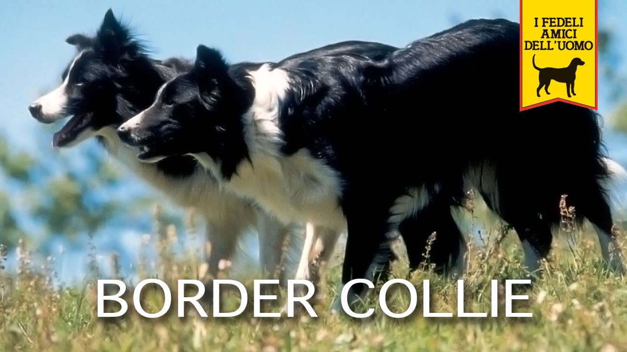 BORDER COLLIE trailer documentario