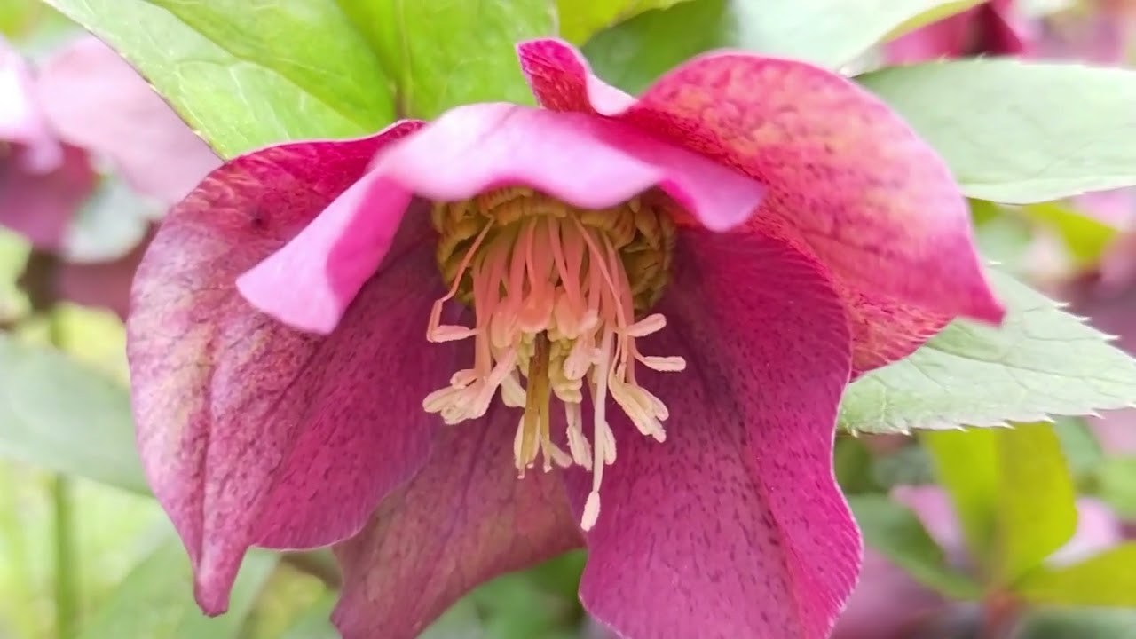 Pink Lenten Rose