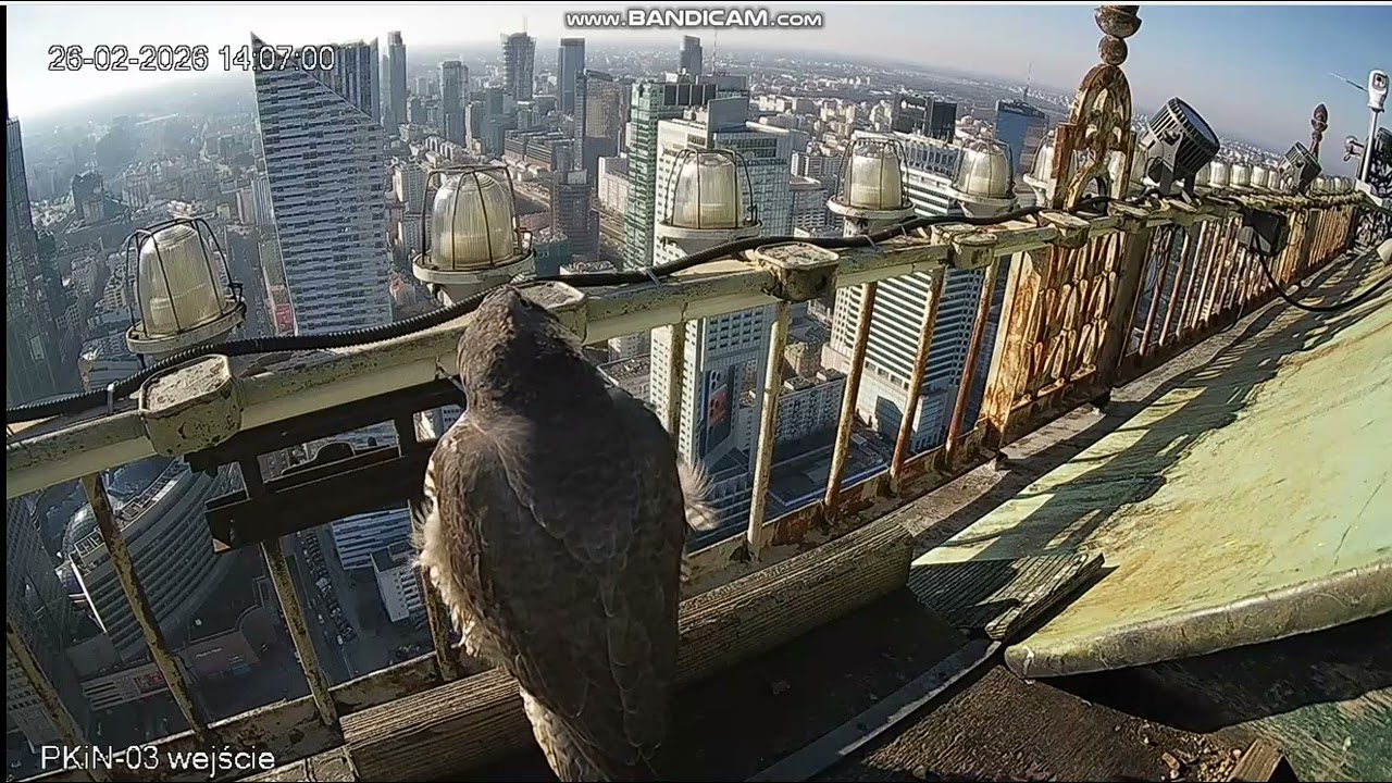 PKiN Warszawa PL - New Bosa enters the nest calmly, she cares about it - 2026 02 26 14 01