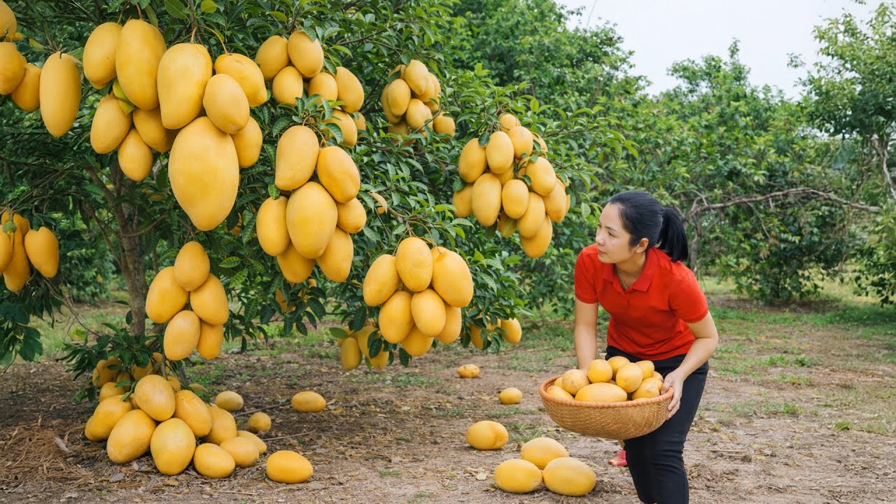 Harvesting 1000 + Kg Giant Mexican Golden Mangoes To Sell At Market | Tieu Ca Free Bushcraft