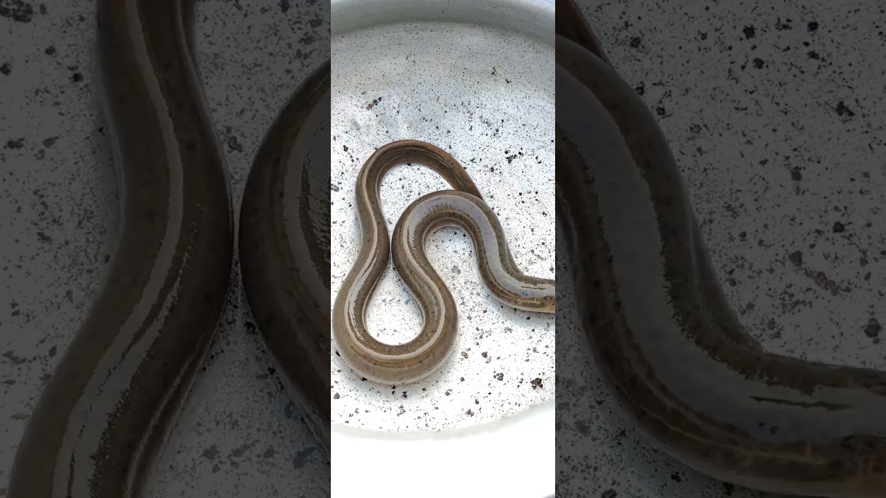 This Fish Looks Like a Snake! 🐍🐟 #shorts #ytshorts
