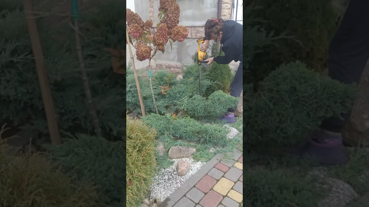 Тапіарныя стрыжкі маіх хвойных. Чаму размаўляю па-беларуску? #питомникрастенийбеларусь