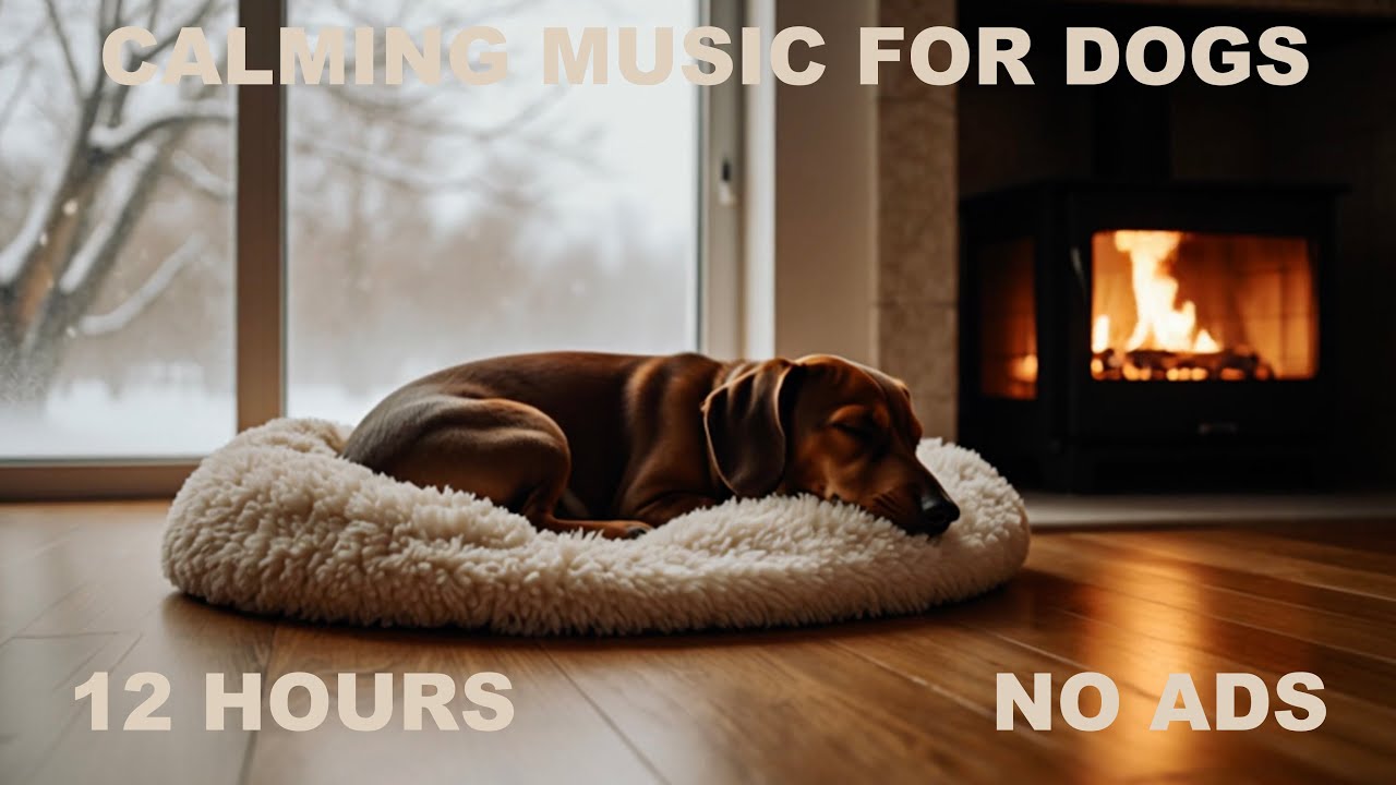 12 HOURS 💤 Ultimate Dog Sleep Sounds for Deep Relaxation