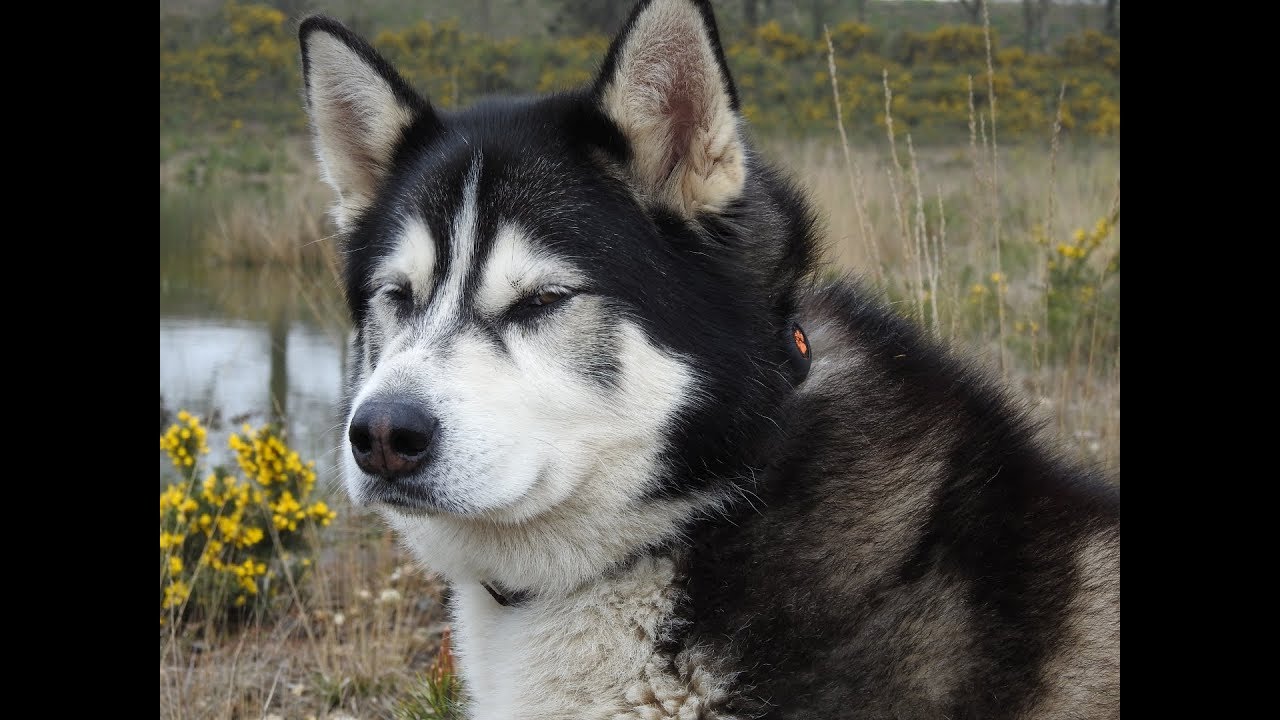 Proud to have raised such an unmaterialistic dog, Malamute Sherpa
