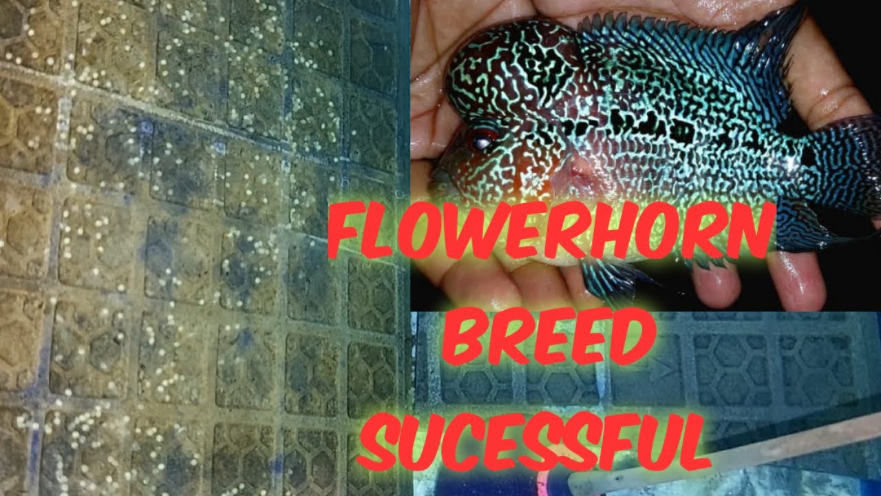 Flower Horn Fish Breeding Easily Step by Step