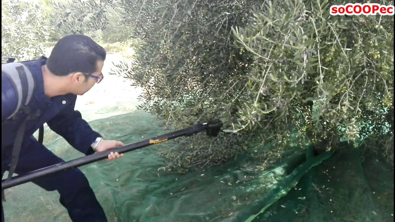 MACHINE DE RECOLTE D'OLIVE TELESCOPIQUE OLIVION PELLENC SOCOOPEC