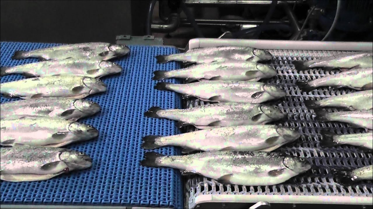 Advanced trout freezing and glazing system.wmv