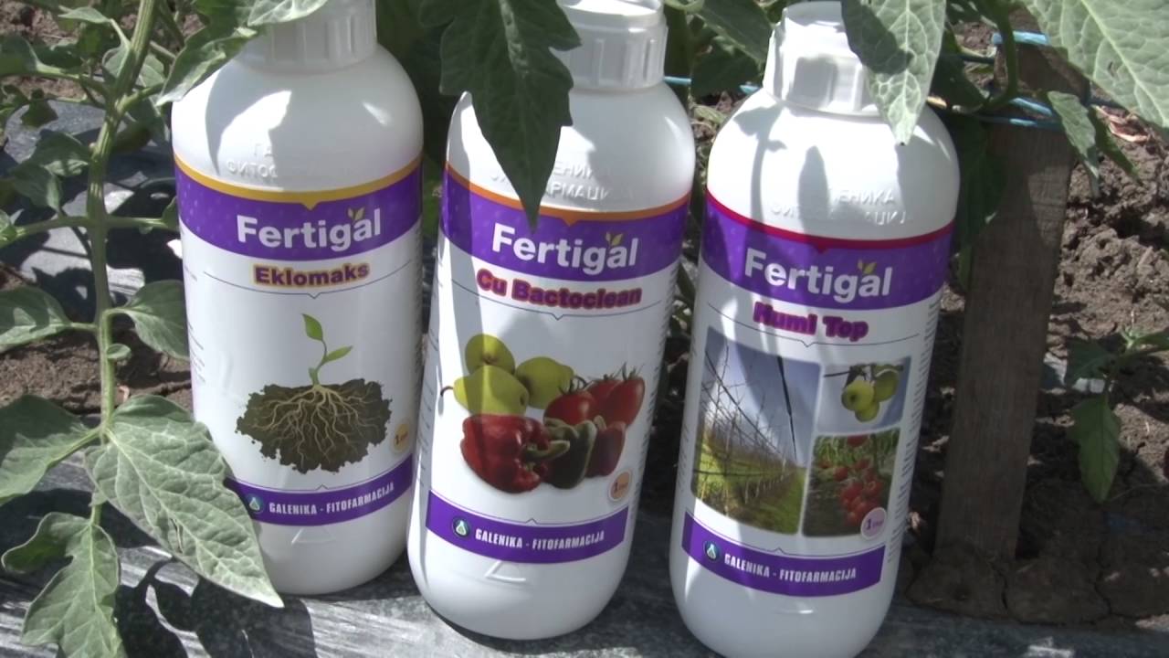 Zastita paradajza na otvorenom, Galenika fitofarmacija - U nasem ataru 642