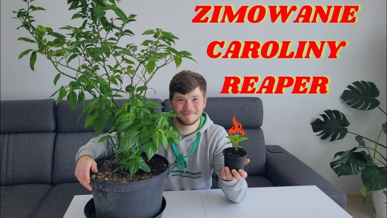 Zimowanie papryki Carolina Reaper. Jak przezimowała papryka ostra w domu? Sposoby zimowania papryki