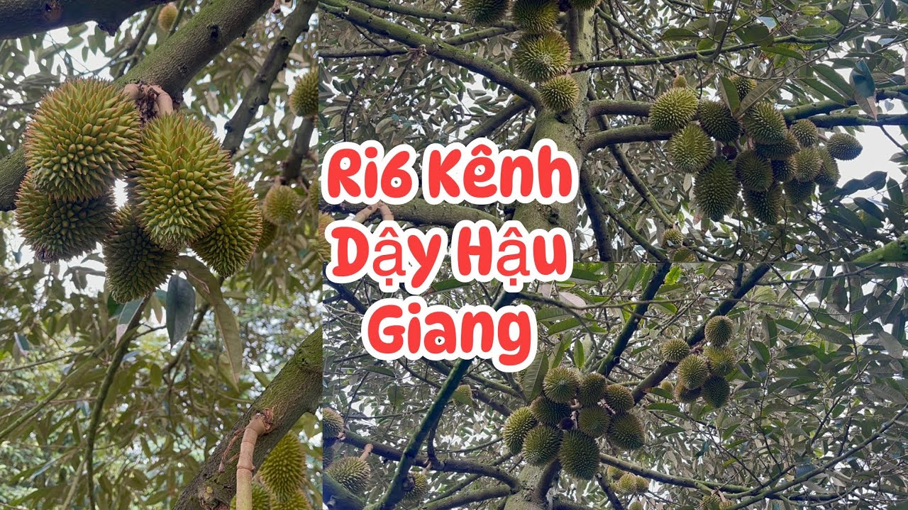 Ri6 Trái 40 Ngày Đi Phân Thùng hay NPK?