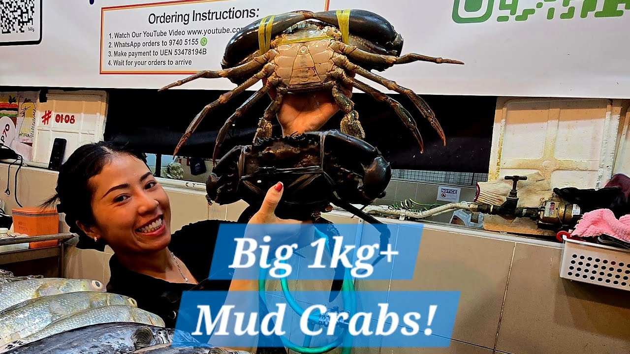 Big 1kg+ Sized Mud Crabs! (4 Mar 2026 Wed)
