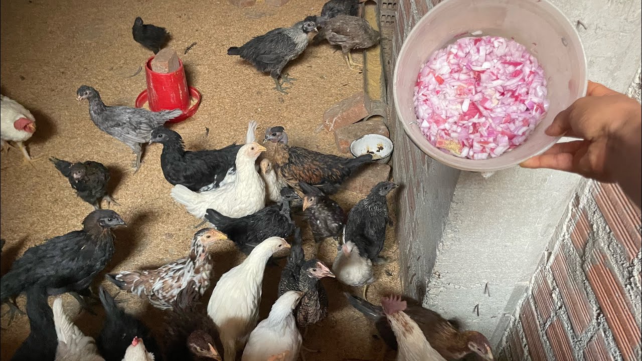 C&oacute;mo tener gallinas sanas con cebolla (econ&oacute;mico)