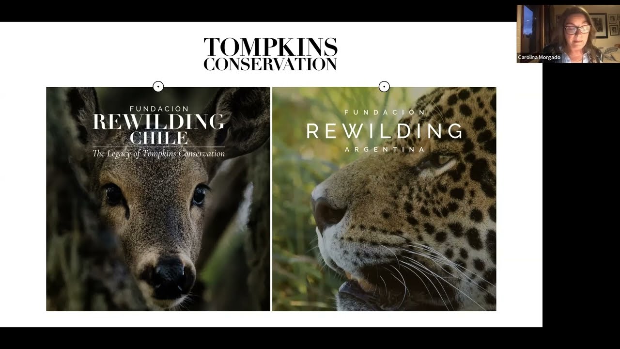 Rewilding Champion: Carolina Morgado