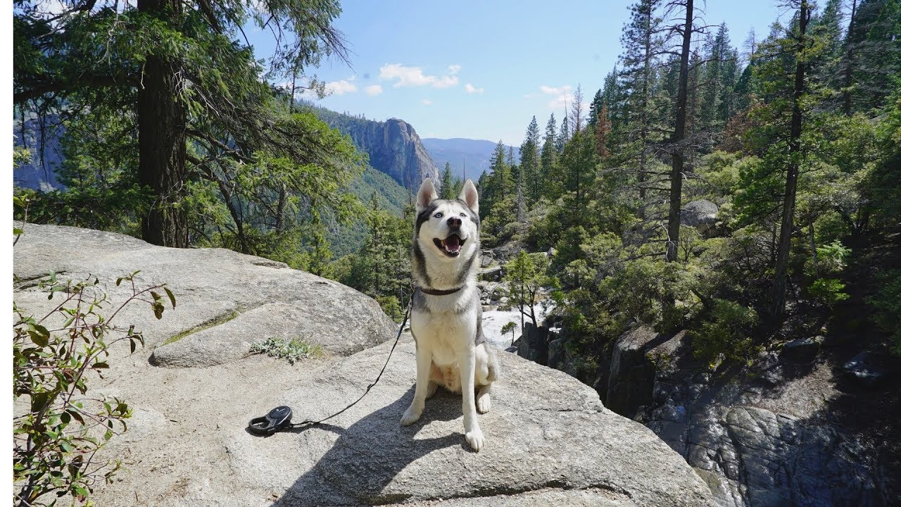 MY HUSKY VISITS YOSEMITE!! (INSANE VIEWS)