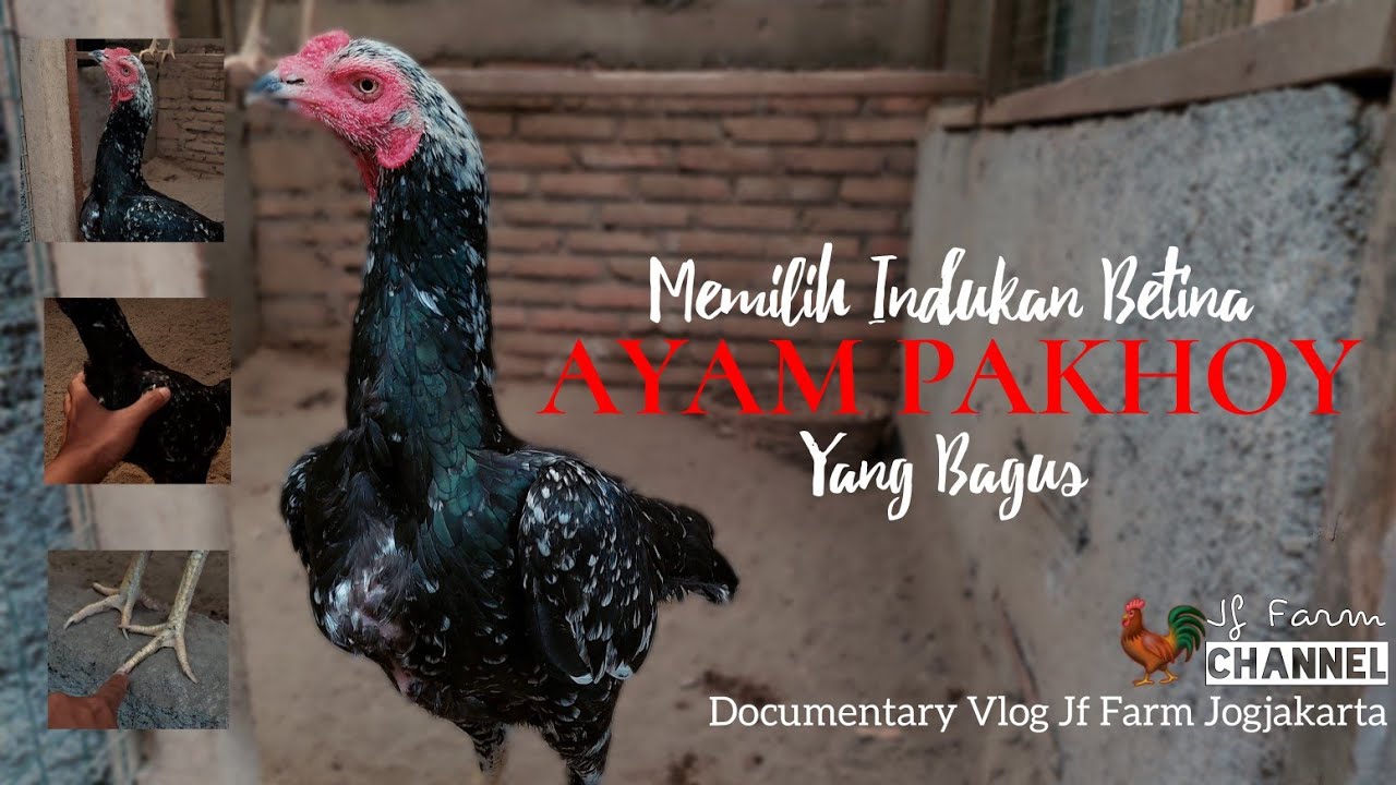 Memilih Indukan Betina Ayam Pakhoy Yang Bagus Untuk Berternak