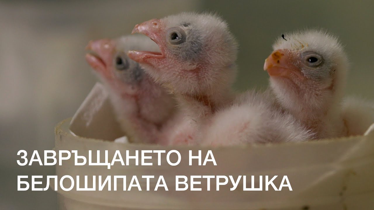 Завръщането на белошипата ветрушка | Rewilding the Iron Curtain