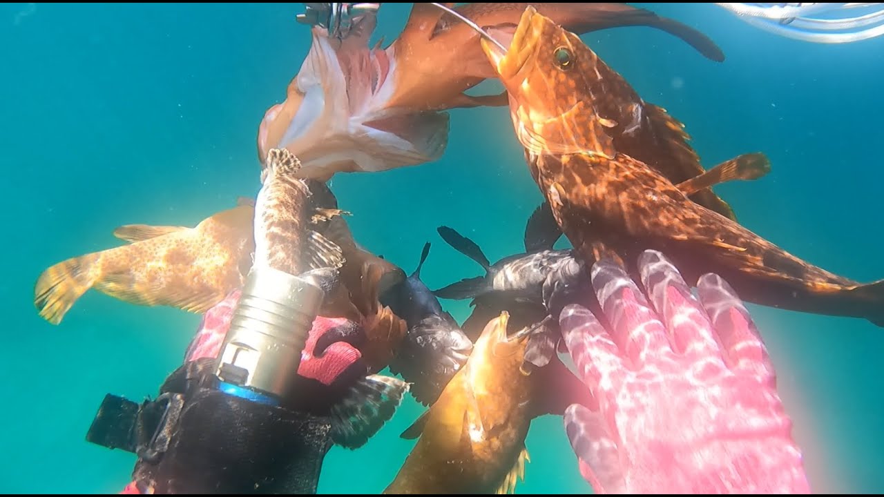 ㉚日本海でお魚突き、日本海では見ない魚も(゜゜)