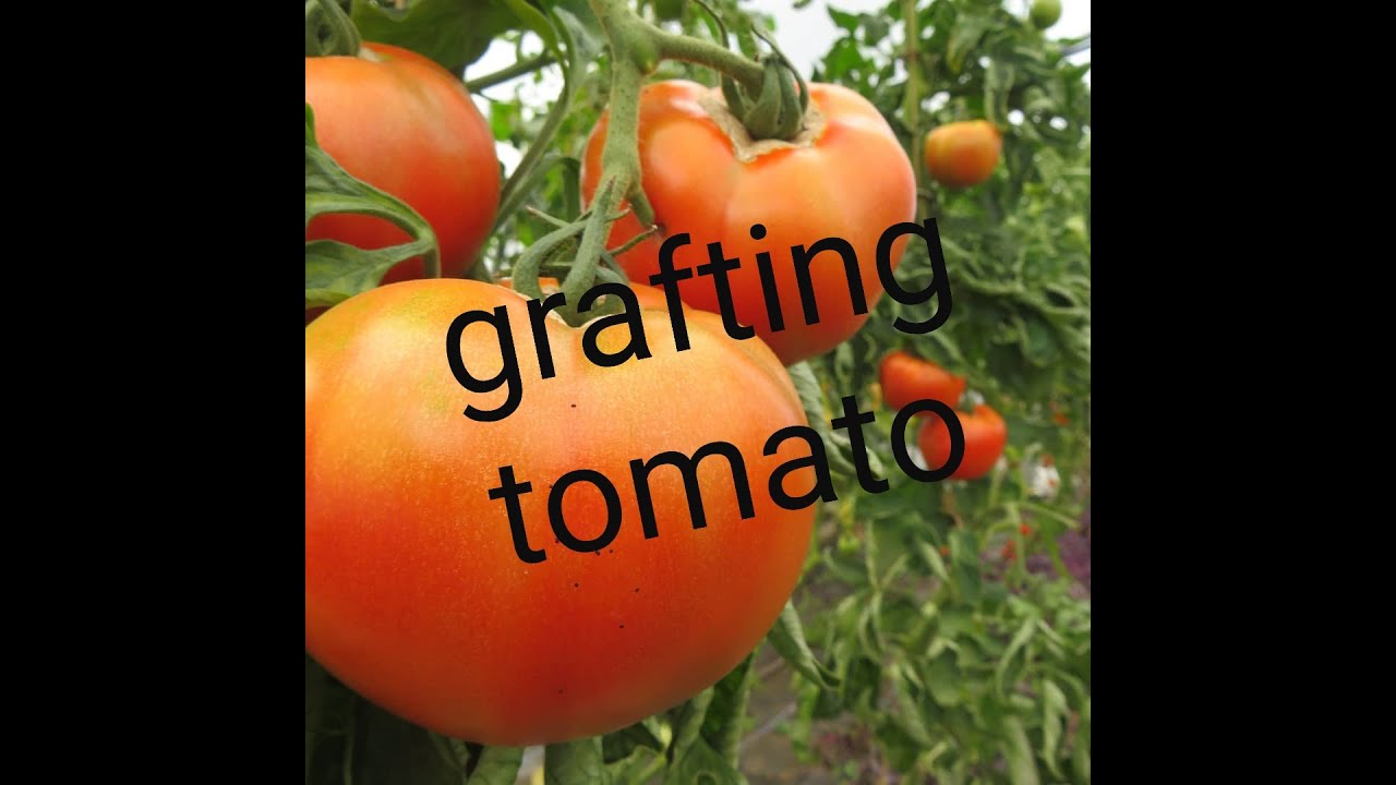How to graft tomato plants (2020)