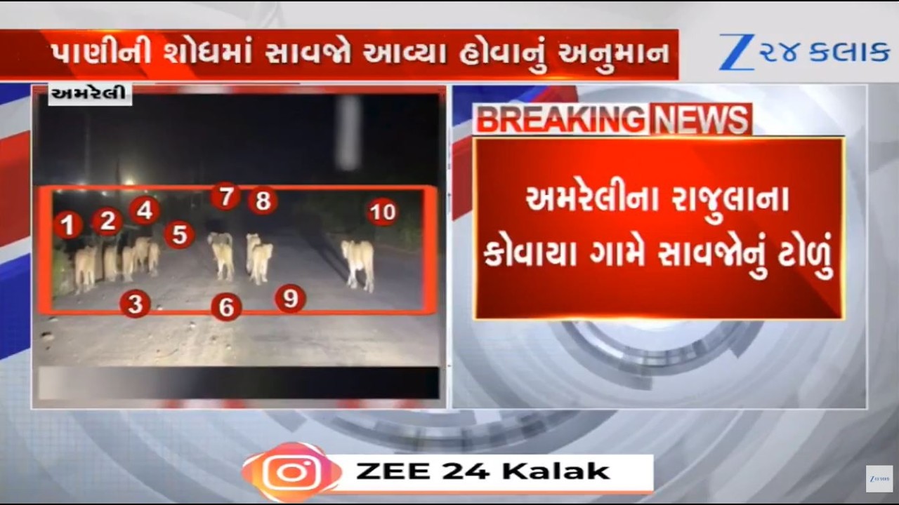 Amreliના Rajulaના કોવાયાા ગામ નજીક રસ્તા પર 11 સાવજોની લટાર; વીડિયો સોશિયલ મીડિયામાં VIRAL