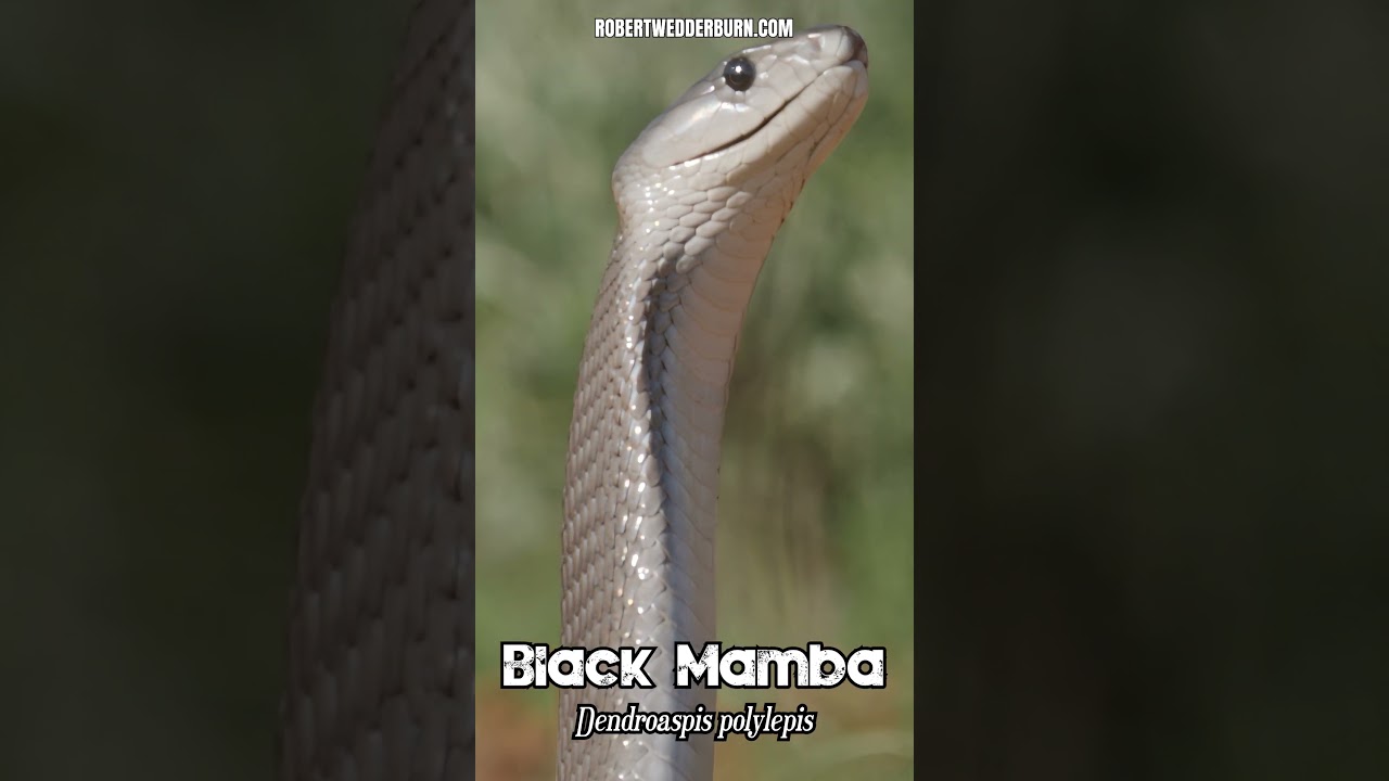 Discover the FASTEST Snake in the World, the Black Mamba!
