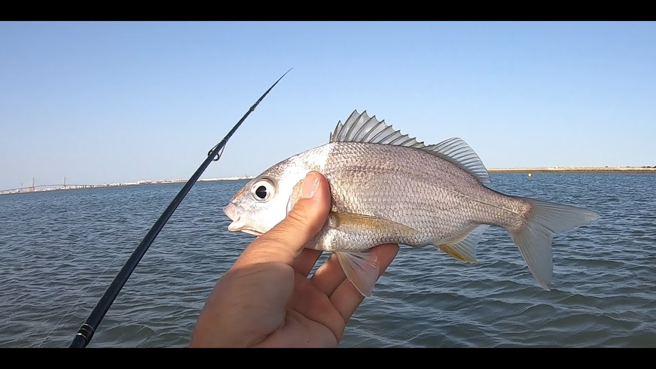 La realidad de la pesca en la costa de Cadiz - Playa de Valdelagrana