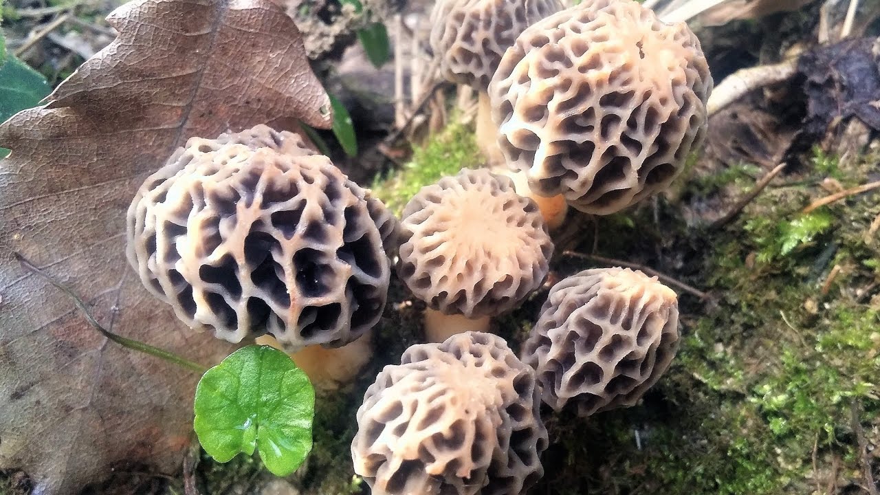 MORCHELLA COLMENILLA  MURGOLA 2015