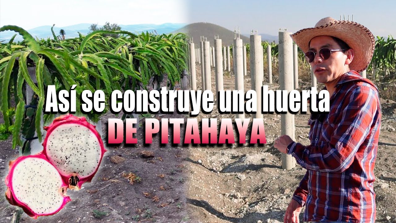 TUTORES DE CONCRETO PARA PITAHAYAS | 1700 PLANTAS UNA INVERSIÓN DE 600 MIL