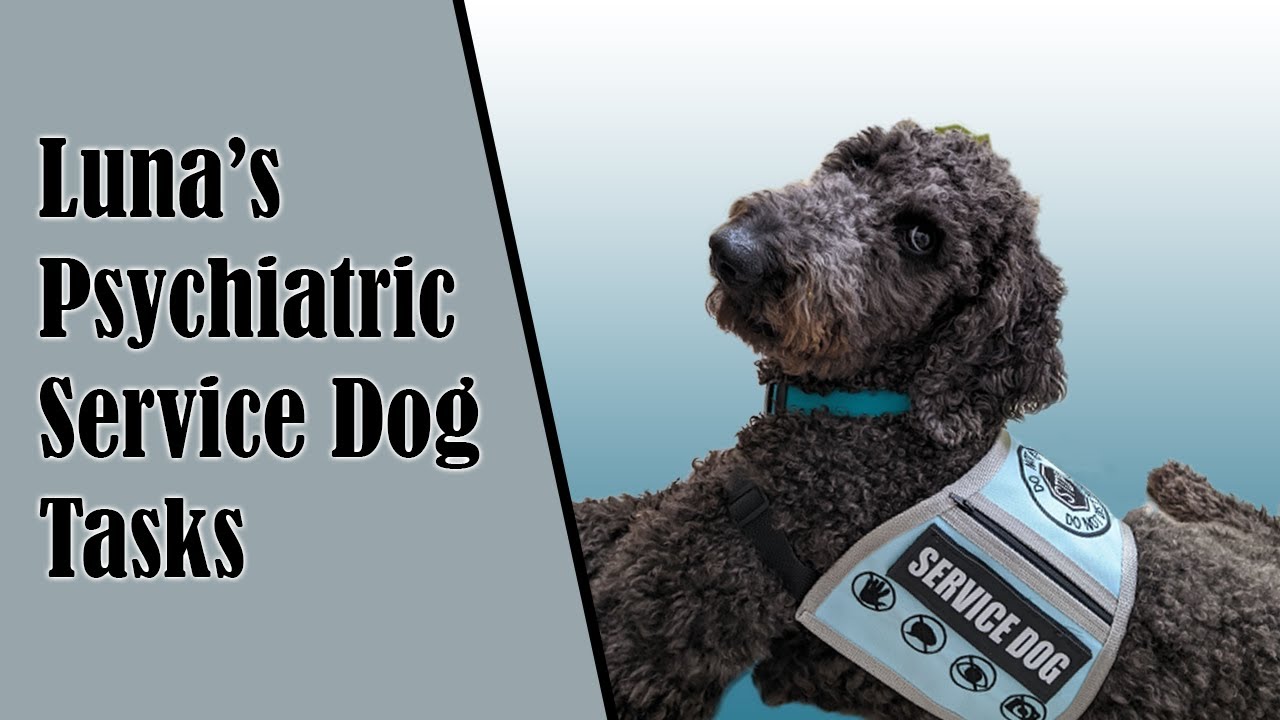 My Service Dogs Psychiatric Tasks