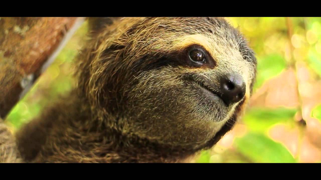 International Sloth Day-The Sloth Institute Costa Rica-Kids Saving The Rainforest