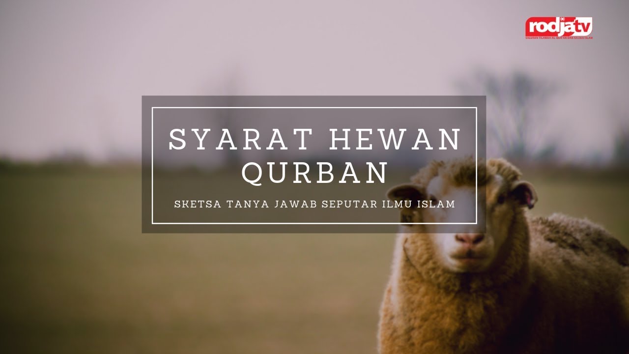 Sketsa Tanya Jawab: Syarat Hewan Qurban l Ustadz Abu Yahya Badrusalam, Lc.