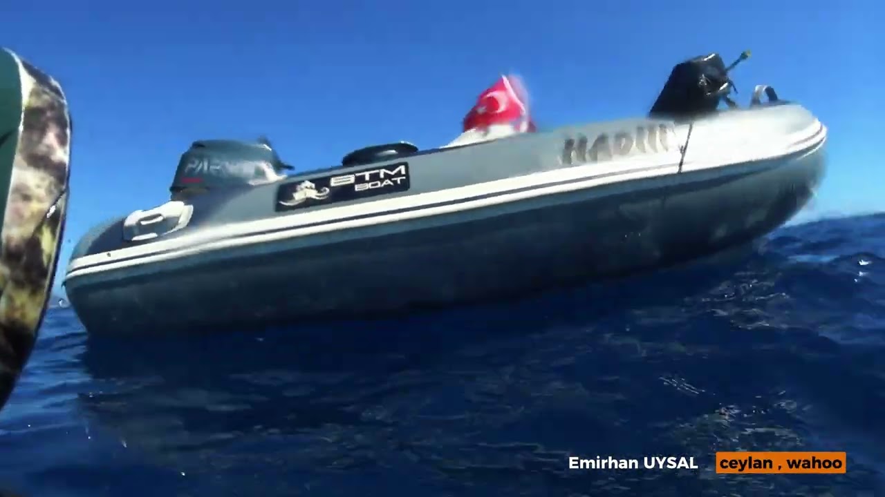 Zıpkınla Balık Avı Ceylan (Wahoo) , Çütre Yasemin (Porpoise) Balığı İyi Seyirler