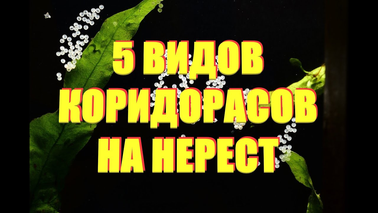 Нерестим коридорасов