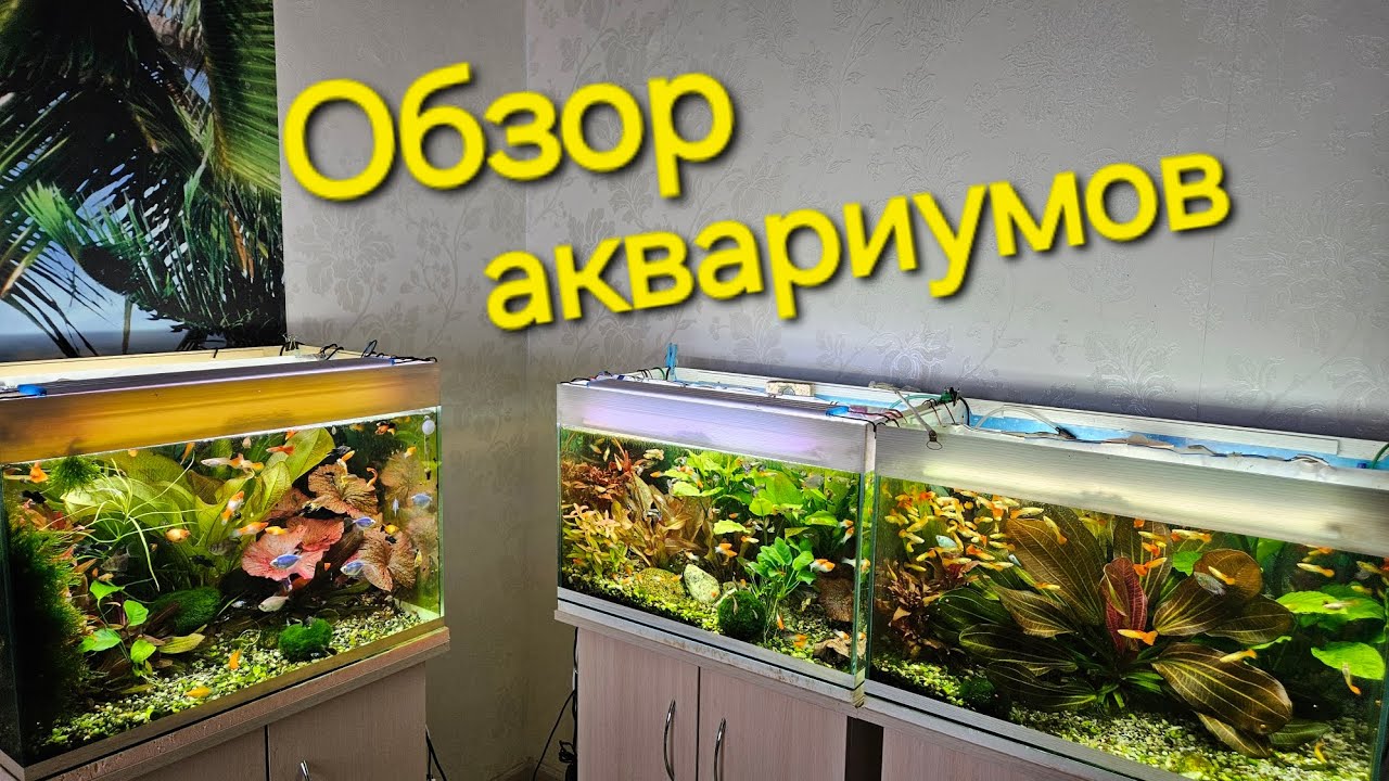 30 марта 2024 - Обзор аквариумов и мысли вслух