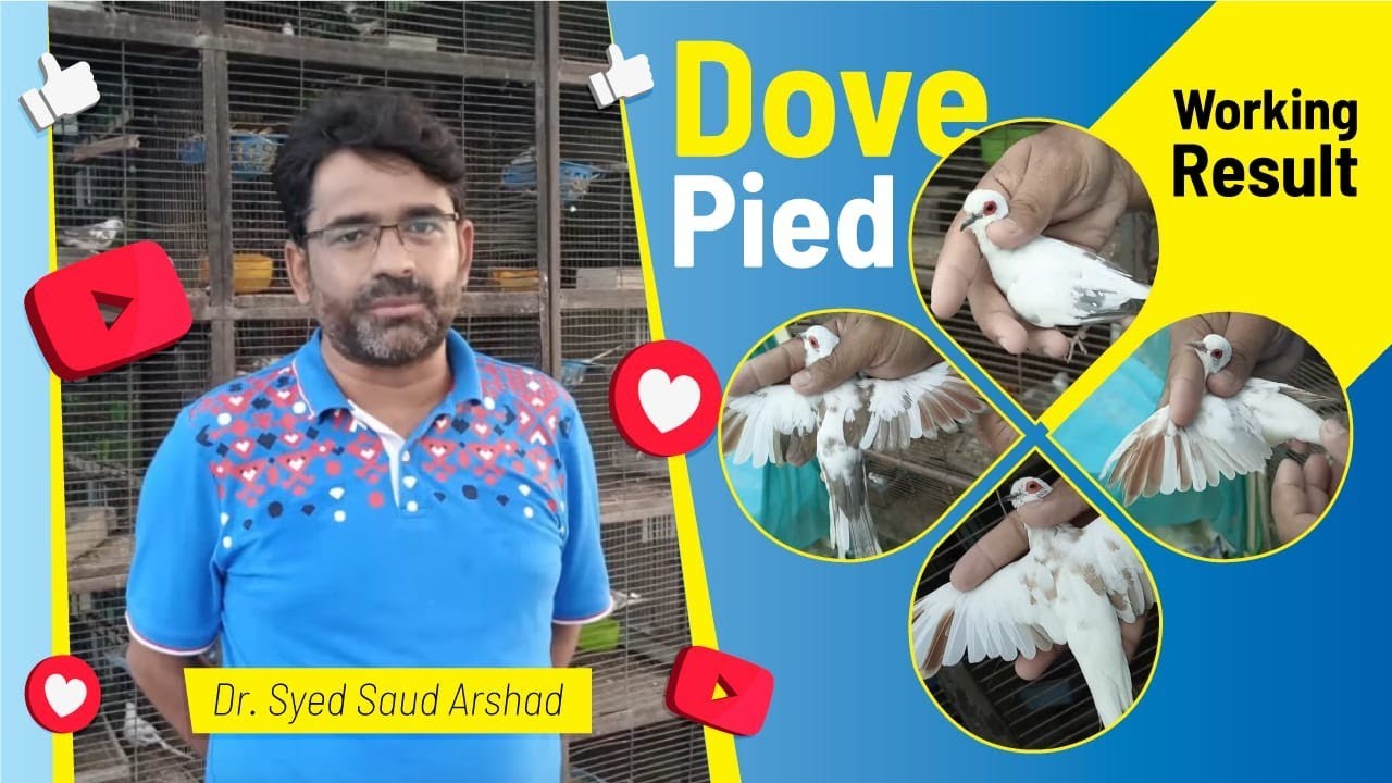 Beauty Of My Aviary // Diamond Pied Dove Mutations Working Results