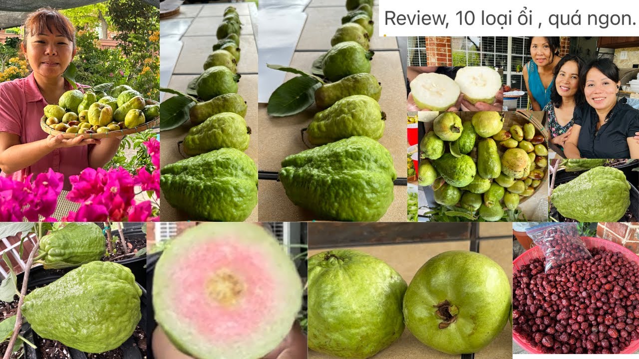 Review, 10 loại ổi , ruby Đài Loan .crystal Đài .dt;469-441-1511 vina🙋‍♂️❤️🥰# 405