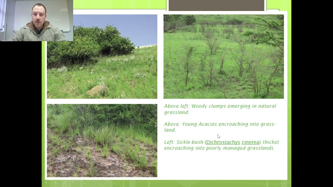 Theme 10 A Bush encroachment