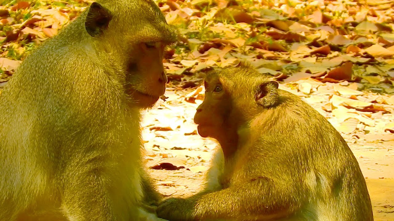 Sweet pea and skippy they are so good relationship , sweet Pea grooming for king Skippy