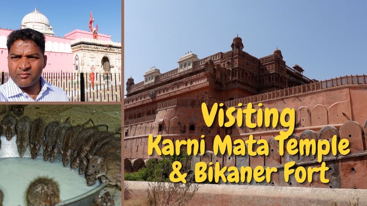 Visiting Karni Mata temple & Junagarh Fort | Famous Rat temple