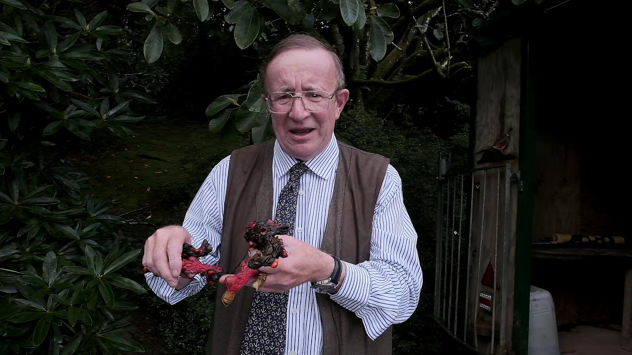 Collecting magnolia seeds -  Part 1 - Burncoose Nurseries