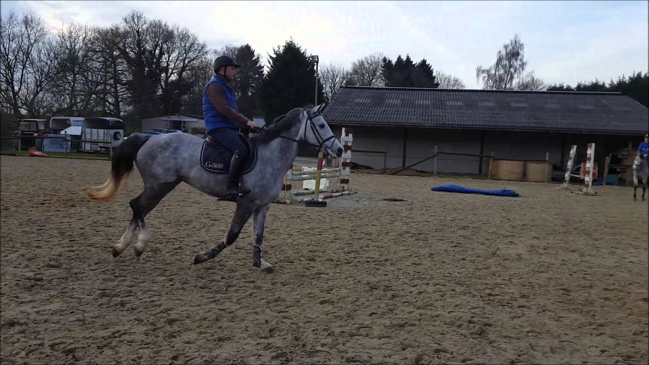 Ugano sitte x Darco 3,5 years