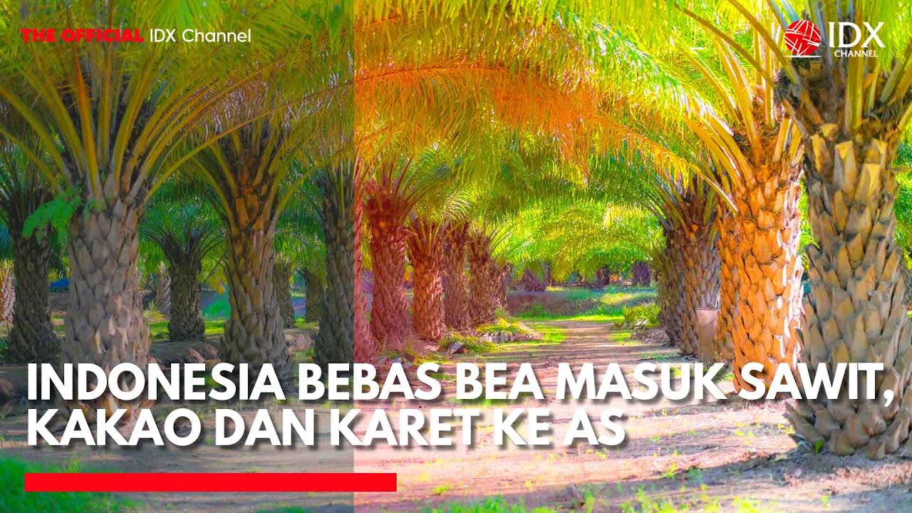Indonesia Bebas Bea Masuk Sawit, Kakao dan Karet ke AS | MARKET REVIEW
