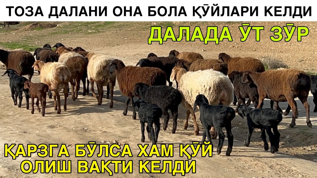 ДИҚҚАТ: ҚӮЙЛА АЛДАНМАНГ ☎️+998 95 465 22 00 ☎️+998 99 330 74 84