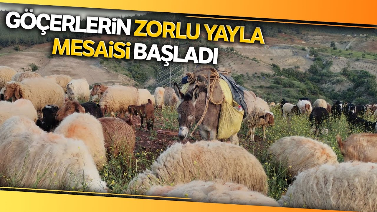 Kahramanmaraş’ta Göçerlerin Yayla Mesaisi Başladı