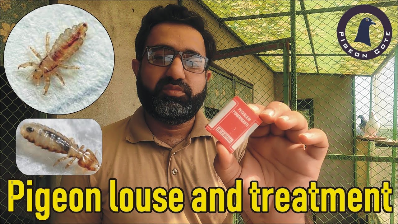 Pigeon Lice and its Treatment with Pigeon Bath | Pigeon Louse | Pigeon Mite | Waleed Alam