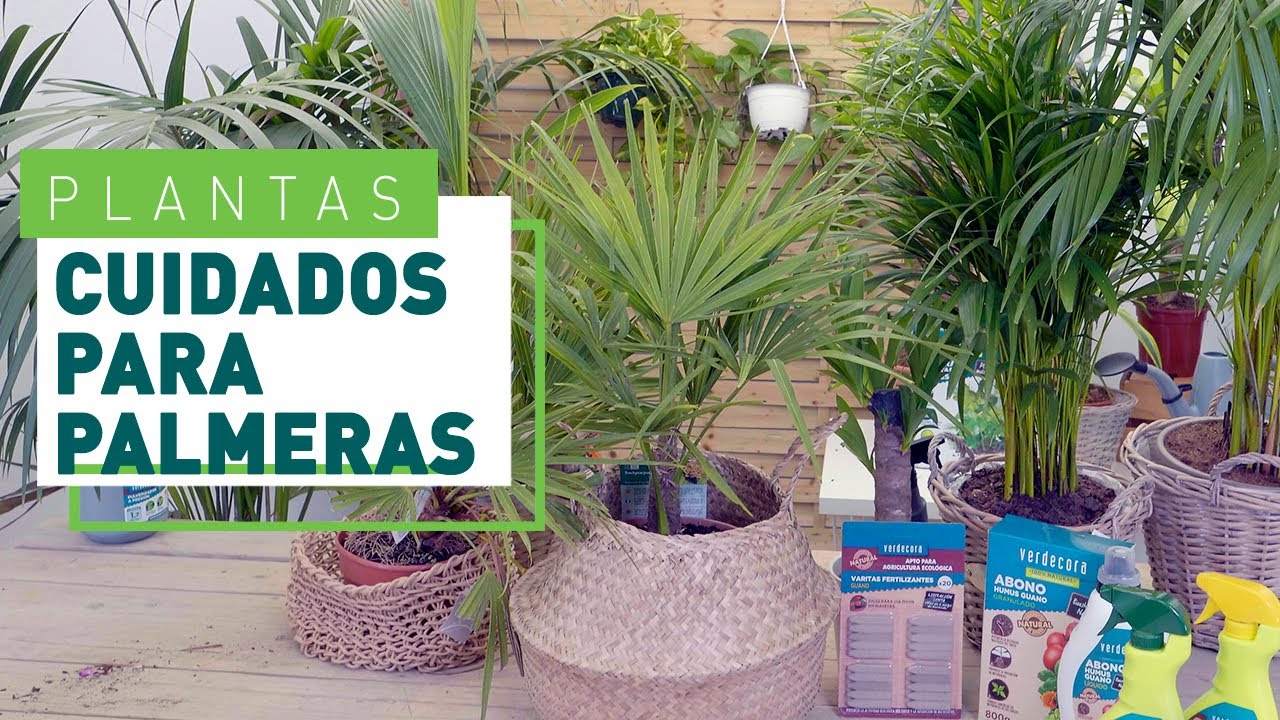 Palmeras: Tipos y cuidados más importantes | Plantas en VERDECORA